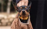 小鹿犬的优点与缺点