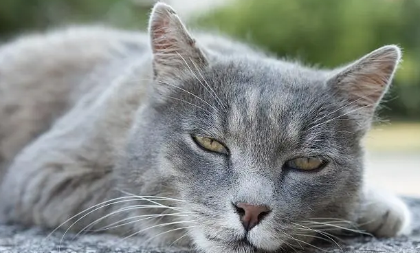 猫被打内伤的表现