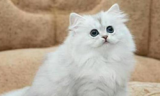 蓝猫和金吉拉配出来的是什