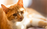 绝育的公猫能安抚母猫吗