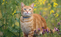 200元以内的宠物猫