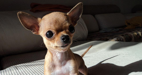 小鹿犬掉毛多吗？你知道吗？