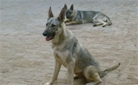 纯种狼青犬多少钱一只