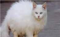 白色的长毛猫有哪些品种名字