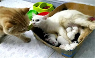 猫生了一个迟迟不生第二个