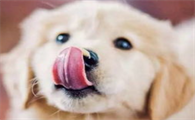 狗狗为什么老是舔嘴