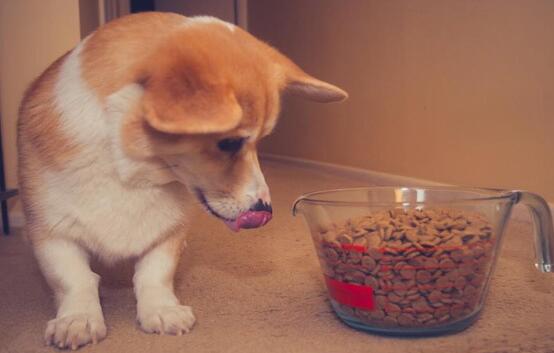 幼犬狗粮如何喂食较好呢