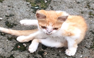 怎么判断流浪猫有没有传染病，看这里~