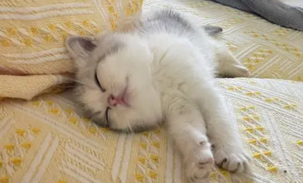 猫咪为什么会打碎东西睡觉呢