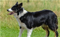 边境牧羊犬便血怎么办?边牧便血处理方法是?