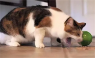 猫咪吐完又吃是不是没事
