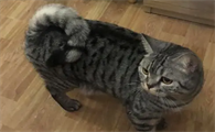 猫咪尾巴翘很高发出呼噜声