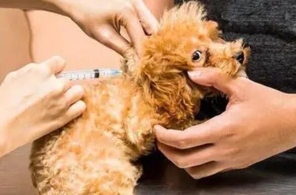 狗狗为什么怕打针的原因