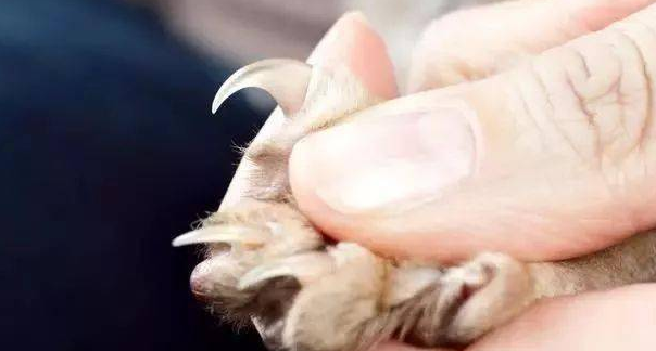 猫咪不给摸前爪是为什么原因