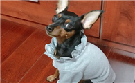 小鹿犬怎么减肥？减肥方法来啦！