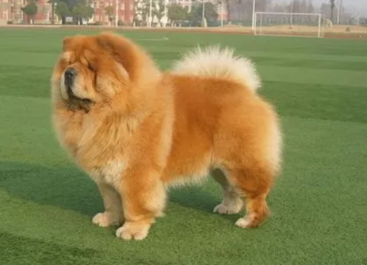 松狮犬为什么禁养 松狮犬为什么禁养