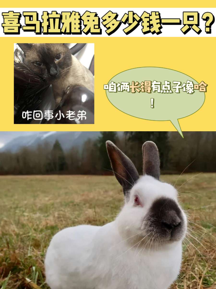 喜马拉雅兔多少钱一只？好像兔子版本的暹罗