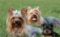 约克夏犬吃什么有营养?你都清楚吗?