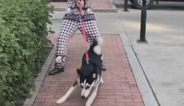 这几种狗狗,带出来非常容易,要带回家尤其的难 这几种狗狗,带出来非常容易,要带回家尤其的难