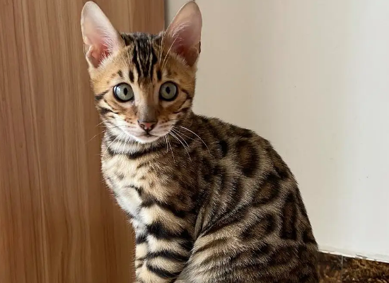 豹猫的优点和缺点