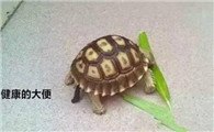 乌龟正常粪便图片