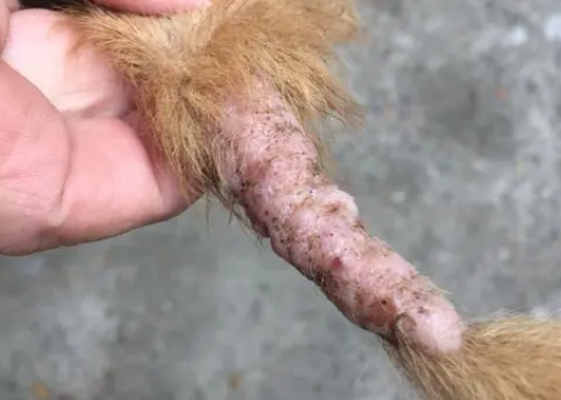 狗狗尾巴根部有结痂硬块