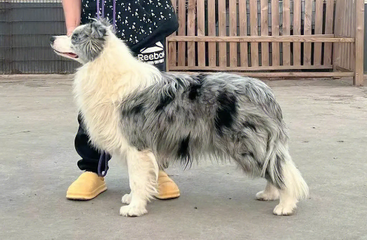 陨石边牧为什么这么贵