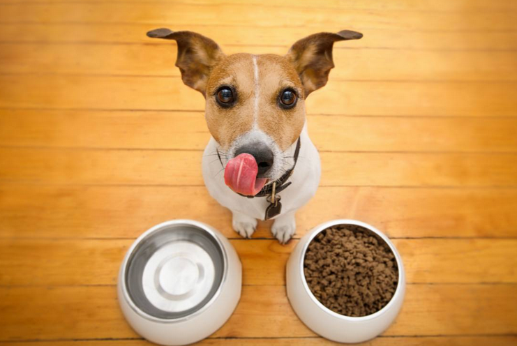 如何使用狗粮喂食幼犬的方法