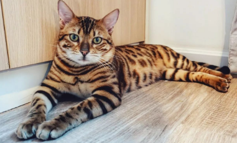 豹猫和加菲猫能配吗