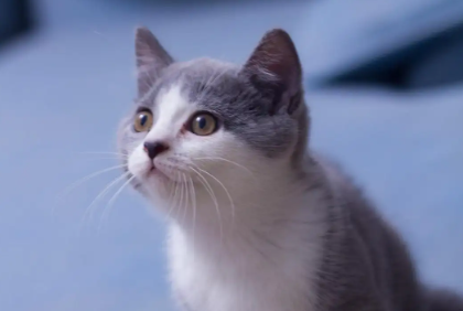 买宠物猫在哪个平台买比较便宜