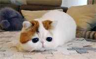 加菲猫是弱智猫吗