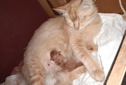 猫生一半不生了睡觉了