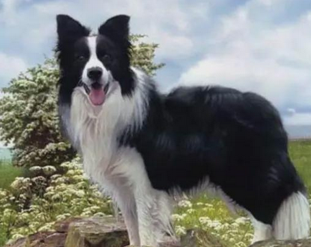牧羊犬苦苦等待主人3年,为了自己的孩子它甘愿走进陷阱 牧羊犬苦苦等待主人3年,为了自己的孩子它甘愿走进陷阱