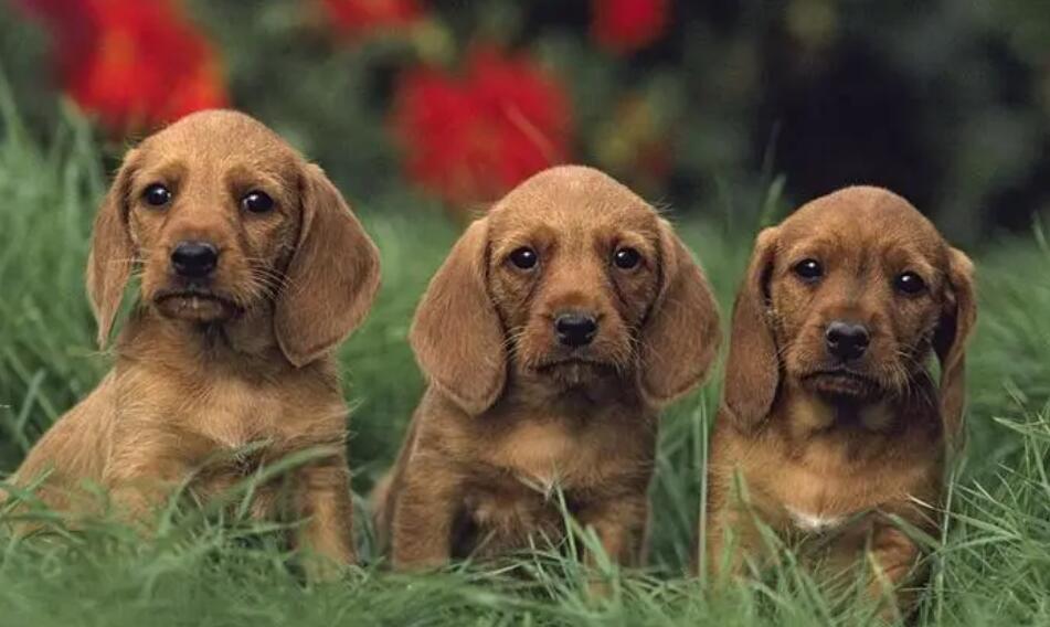 布列塔尼犬怎么洗澡？洗澡小技巧