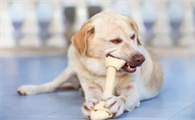 狗狗吃骨头死亡前兆