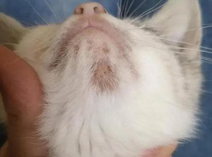 猫藓那一块要把硬壳弄