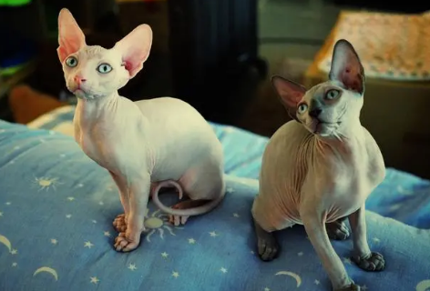 加拿大无毛猫怀孕怎么照顾？好奇就来了解~