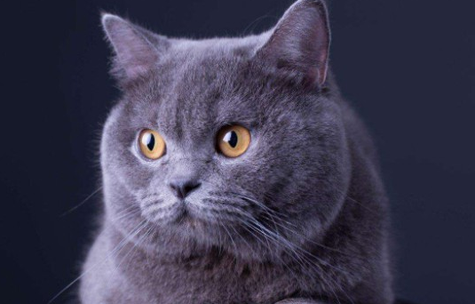 养一只蓝猫臭吗?一文告诉你 养一只蓝猫臭吗?一文告诉你