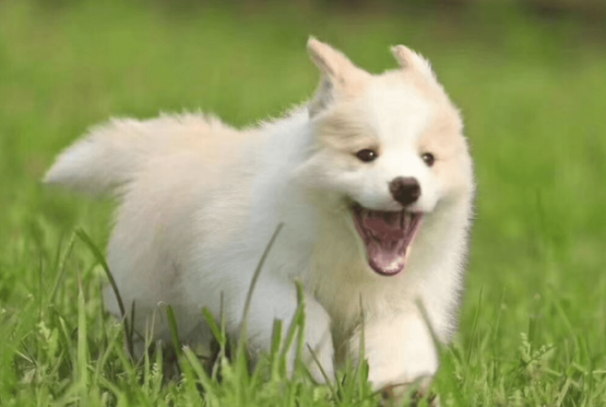3种犬常见疾病及预防，特别是贫血