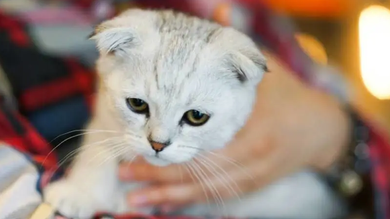 猫死后会记得主人吗