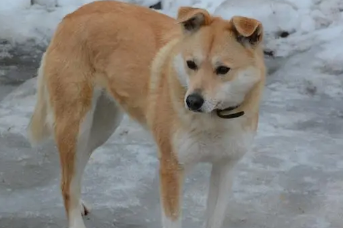 中华田园犬怎么训练上厕所?下文告诉你! 中华田园犬怎么训练上厕所?下文告诉你!