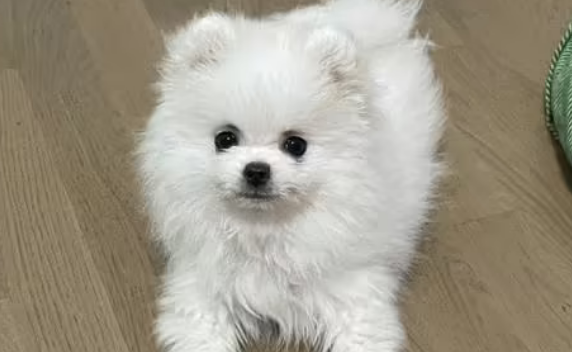 博美狗多少钱一只博美犬