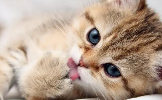 猫咪能吃能喝就是拉稀怎么办
