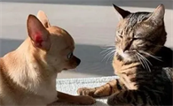 狗狗看到小猫会吃醋吗为什么呢