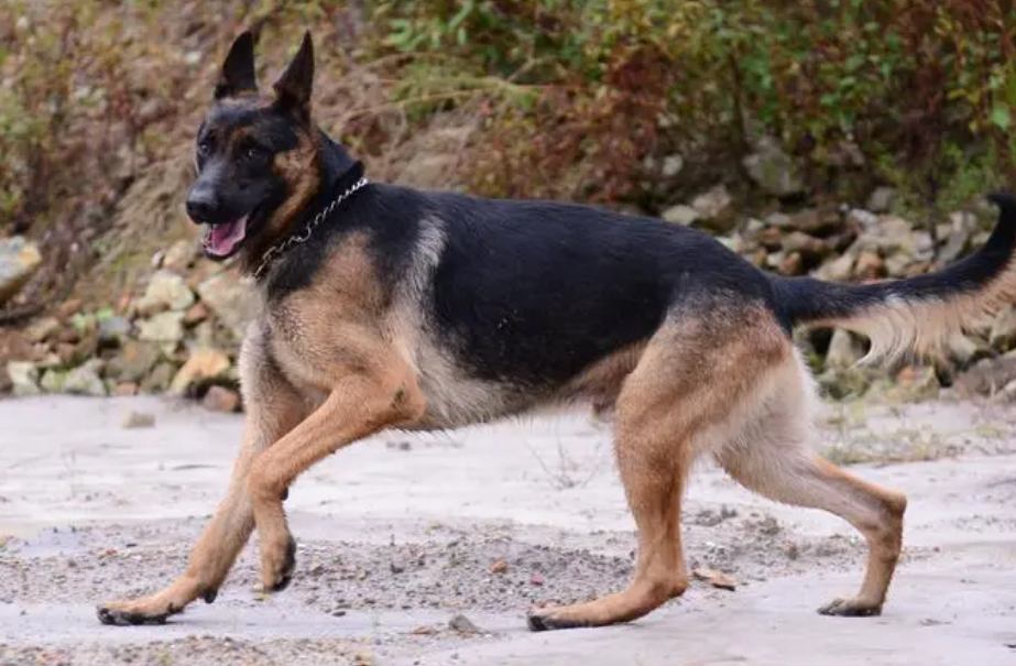 昆明犬什么时候开始训练好？注意这些问题