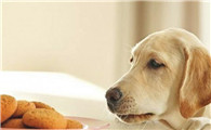 小狗可以每日吃鸡脯肉吗？喂养的常见问题有什么？