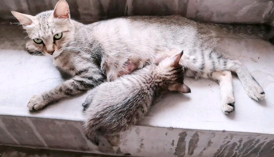 猫喂奶的时候呼噜呼噜
