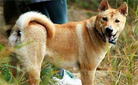 老年中华田园犬怎么养？来看看吧