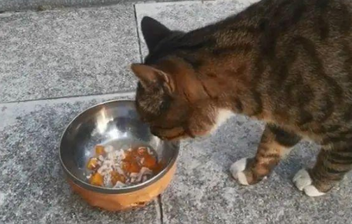 女子连续喂流浪猫,猫咪回赠了一条小鱼干 女子连续喂流浪猫,猫咪回赠了一条小鱼干