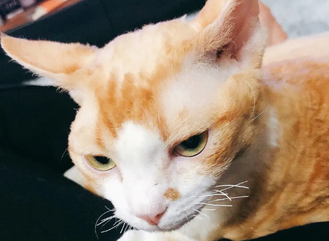 猫怎么表示开心和不开心